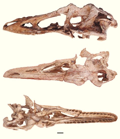 image_1907_2e-Qianzhousaurus-sinensis